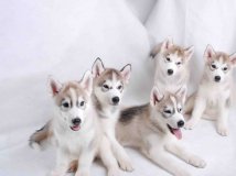 领导终于批准了我上大图的权限，激动。先上几张