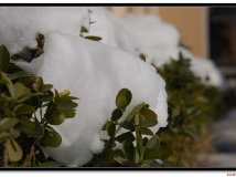 寂寞的雪在等待