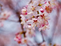 2011年03月31日--玉渊潭的樱花