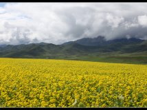 青海门源县的油菜花！(1)