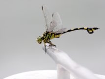 By China—震惊人类的仿生学！