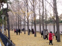 【图片党】抓住银杏的尾巴