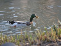 太阳公园鹅鸭“大战”
