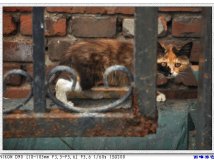 公司楼下的小花猫