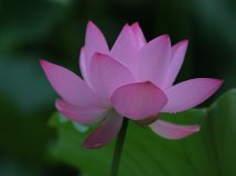 终于有图片了冬看“荷花”