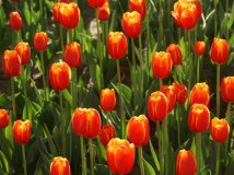 植物园郁金香[重出江湖，请拍砖]