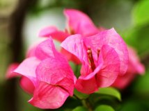 植物园的花花草草