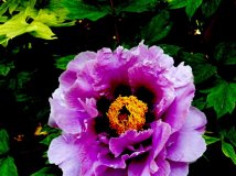 虽然是冬天了，给大家回味一下春天