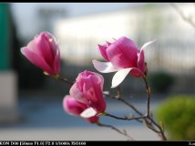 那些花儿，太美丽