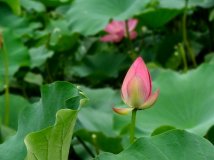 闲游大运河，荷花色正浓