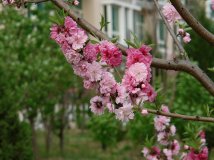 继续发：小区春日美景