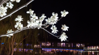 春花夜景