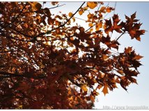 秋叶正红-------香山