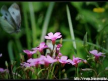 北京-拉萨-尼泊尔(那些花儿)