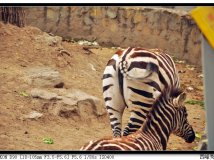 我家住在动物园（有美臀哦亲）