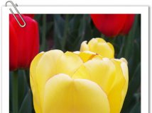 中山公园郁金香游园会