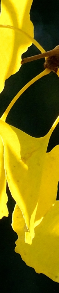 太阳公园好个秋