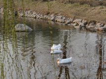 太阳公园野鸭湖