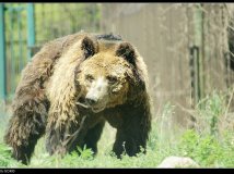 八达岭野生动物园