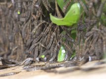 By China—请问这是什么虫子？