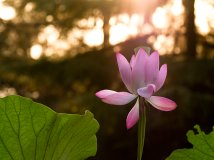 2012年7月玉渊潭的荷花！又是一年了~~呵呵