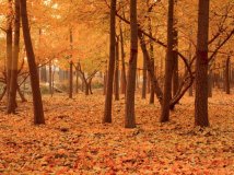 昌平南邵张各庄银杏林