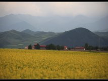 青海门源县的油菜花！(2)