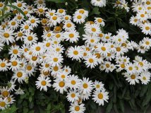 朝阳公园不知名的野花！