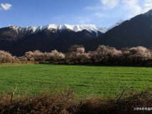 2012藏东桃花行的照片传到微博上了