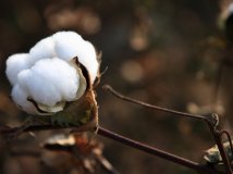 By China--乡村棉产区