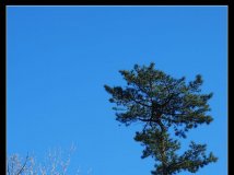 青松与花——《慈悲峪的天空》续