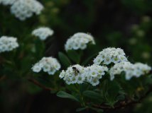 路边采花的流浪者
