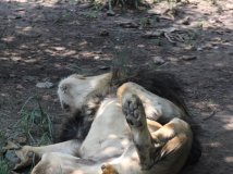 By China—流氓狮子