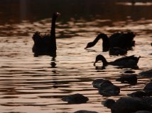 黑天鹅一家的幸福生活