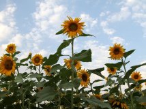 这是向日葵吗(⊙_⊙)？