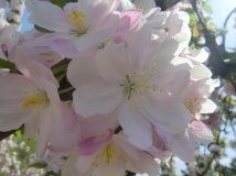 玉渊潭看烂漫的春花