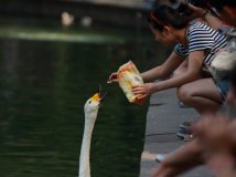 By China—我最喜欢的一张天鹅！