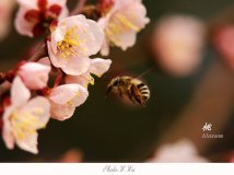 By China—桃花第二枚