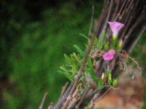 一张图片的事- -