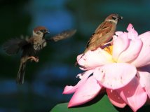 “荷塘中的麻雀”