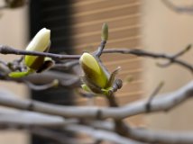 霾中玉兰打不起神儿