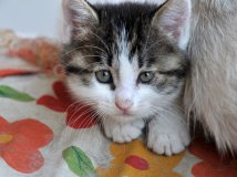 有鲜花，才有咪咪