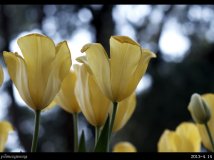 周日去中山公园看郁金香被忽悠了~~