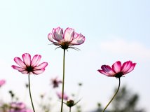 延庆四季花海观花