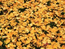 每个秋天都有一个童话~