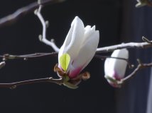 阳光下玉兰花儿开