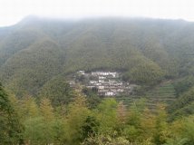 留恋之三---安徽木坑竹海