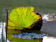 太阳公园游，一叶知秋色