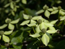 2011年05月07日又去了植物园 微距里的蜜蜂和花卉