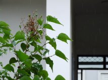 雨中小院小景色